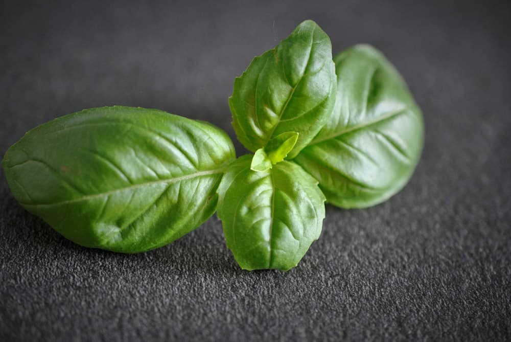 Fresh green herbs